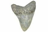 Fossil Megalodon Tooth - North Carolina #358936-1